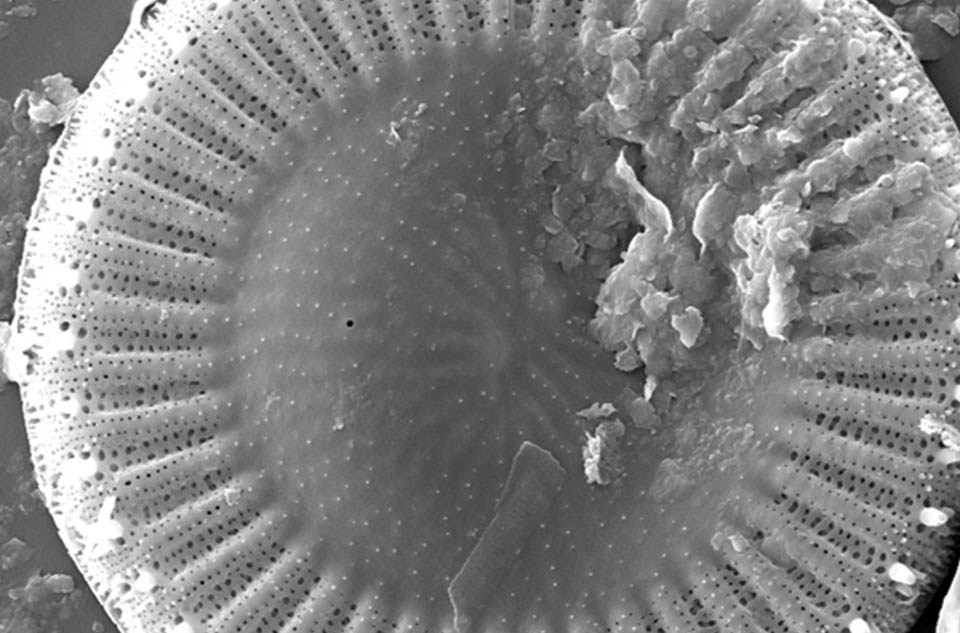 H2-0005-Diatom-intro